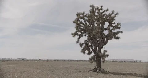 Desert with Joshua Tree in Foreground - 2 Compositions Stock Footage 89978525