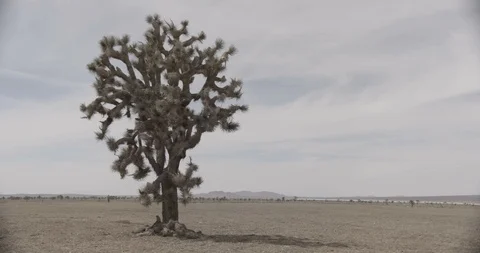 Desert with Joshua Tree in Foreground - Crash Zoom into Medium Close Up of Stock Footage 89978551