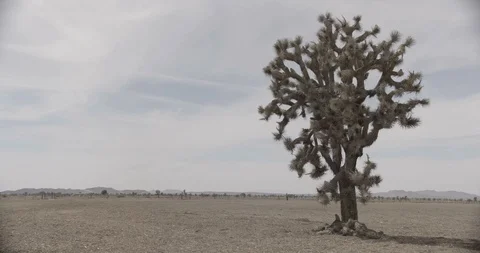 Desert with Joshua Tree in Foreground - Pan Right Stock Footage 89941640