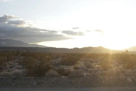 Desert - Joshua Tree Stock Photos