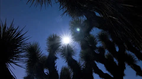 Desert Joshue Tree moon time lapse  스톡 동영상 23547133