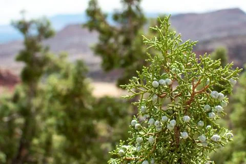 Desert Juniper Berries Stock Photos