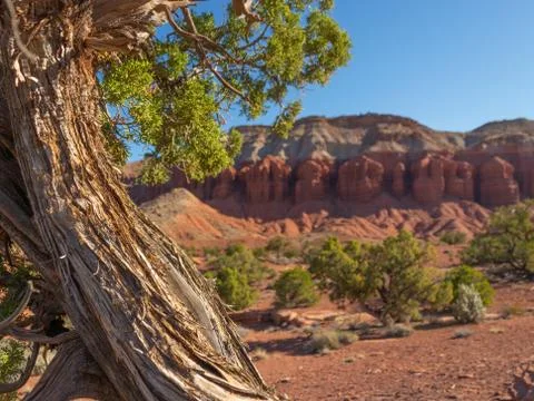 Desert Juniper Stock Photos