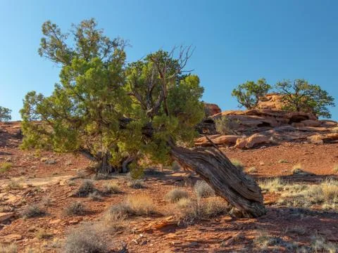 Desert Juniper Stock Photos