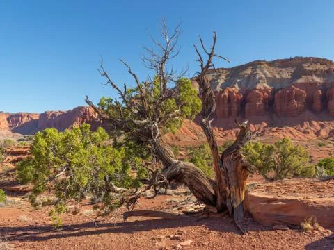 Desert Juniper 写真素材