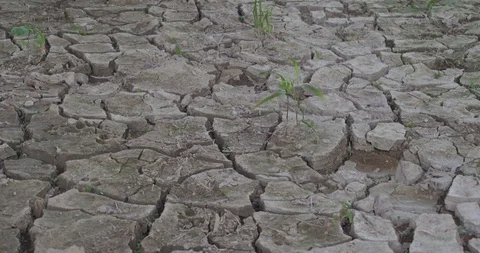 Desert land with sparse grass Stock Footage 89777299