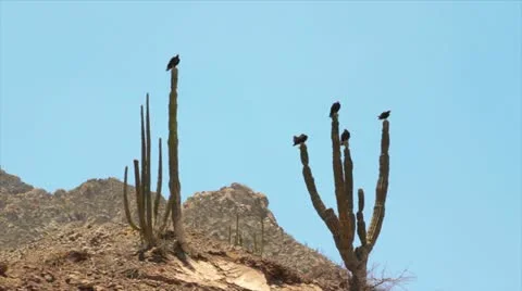 Desert Landmark, Jackall Stock Footage 12295139