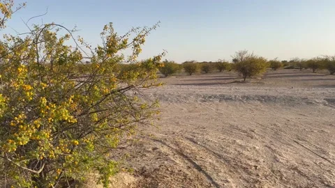 Desert landscape with Acacia trees Stock Footage 172484950