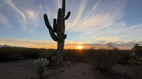 Desert Landscape In Arizona With Cactus Stock Footage 225544293