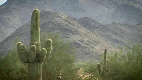 Desert landscape - cactus and mountains Stock Footage 82912848