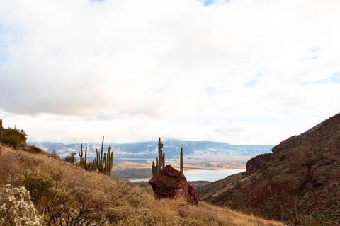 Desert landscape with cactus in Arizona, USA Stockfoto's