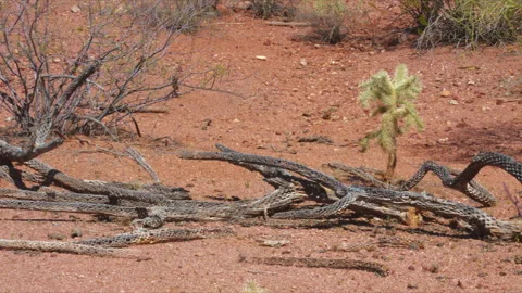 Desert landscape of cactus skeleton pan right Stock Footage 331703246