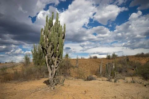 Desert landscape with cactus tree Stock Photos