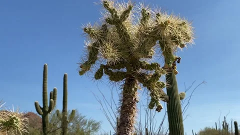 Desert landscape - Cholla Cactus Close up 4K Stock Footage 142673896