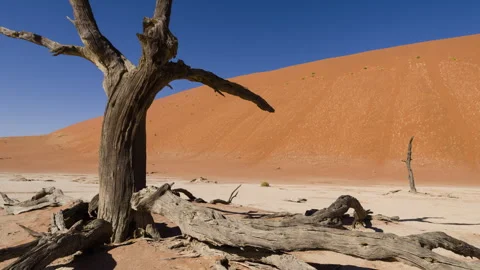 Desert Landscape with Dead Tree and Sand Dune Stock Footage 303638458