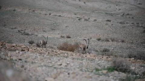 Desert landscape- Deer in the desert Stockbeeldmateriaal 87022333
