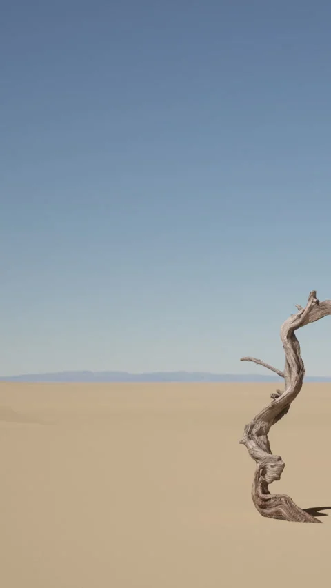 Desert landscape with dry tree branch under clear blue sky at midday Stock Footage 339418142