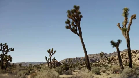Desert landscape features Joshua trees and large rock formations Video stock 329667638