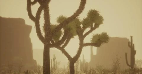 Desert landscape featuring unique plants during sunset in arid environment Stock Illustration