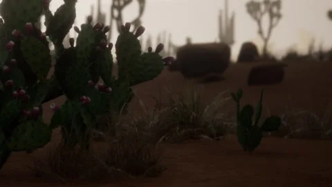 Desert Landscape Filled With Cactus Plants and Gentle Morning Light Stock Footage 344900569