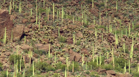 Desert Landscape Stock Footage 34697602