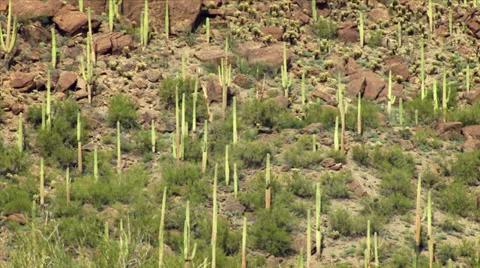 Desert Landscape 스톡 동영상 34706598