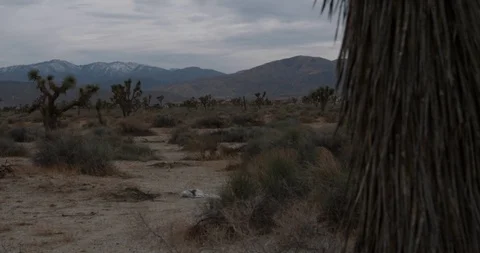 Desert Landscape Stock-Footage 87487416