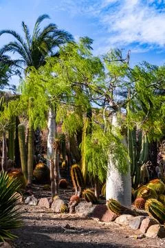 A desert landscape with a large tree in the middle Foto stock