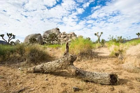 Desert landscape Stock Photos