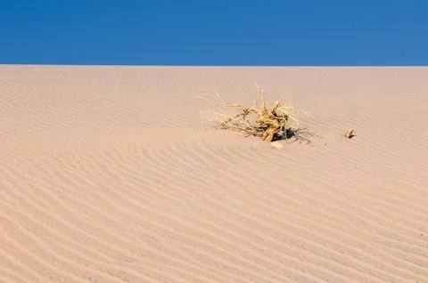 Desert landscape Stock Photos