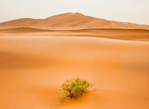 Desert landscape Stock Photos