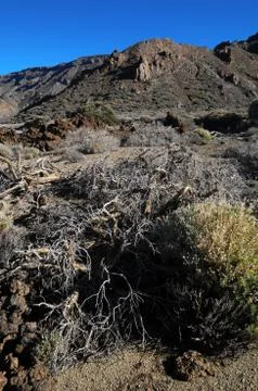 Desert landscape Stock-Fotos