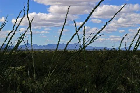 Desert Landscape Stock Photos