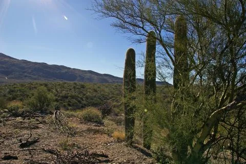 Desert Landscape Stock Photos