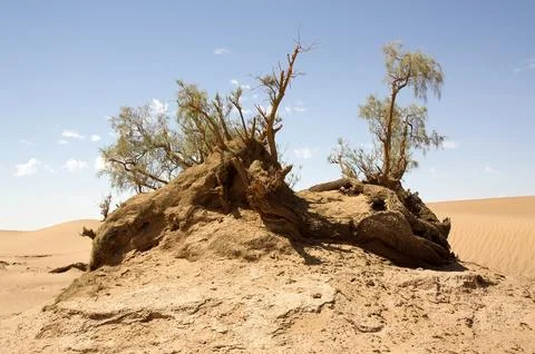 Desert landscape Stock Photos