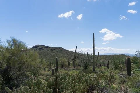 Desert Landscape Stock Photos