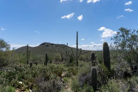 Desert Landscape Stock Photos