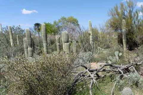 Desert Landscape 库存照片