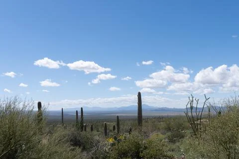 Desert Landscape 库存照片