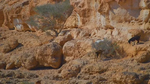 Desert Landscape with Rock Formations and Grazing Animal in the Arabian Desert Stock Footage 324767970