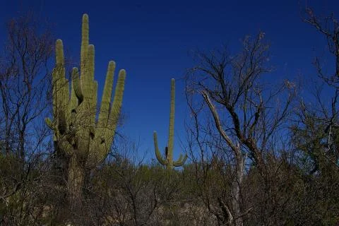 Desert Landscape, saguaro cactus Stock Photos
