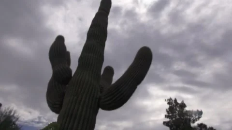 Desert Landscape - Saguaro Cactus, Windmill, Clouds Video stock 39975741