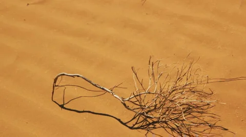 Desert landscape with sand and wind Stock Footage 5016267