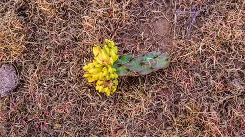 In this desert landscape, the segmented cactus is the cane cholla, Cylindro.. Stock Photos