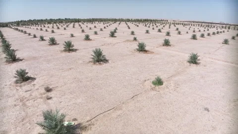 Desert landscape showcasing rows of young date palm trees on arid land Stock Footage 302621100