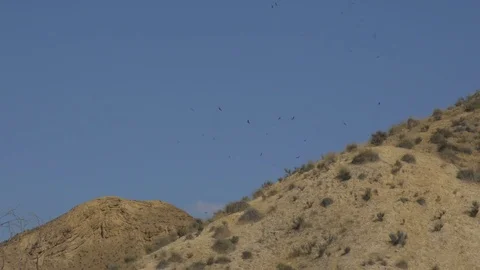 Desert landscape with soaring eagles Stock Footage 81503831