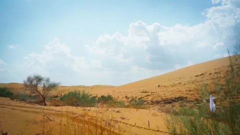 Desert landscape with some drought-tolerant vegetation Stock Footage 306473897
