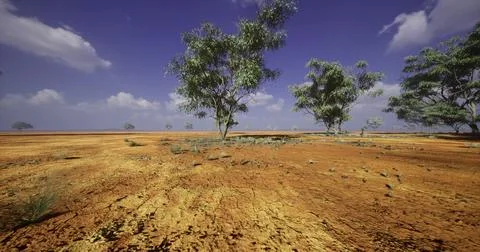 Desert landscape with sparse vegetation under a clear blue sky at midday Illustrazione stock