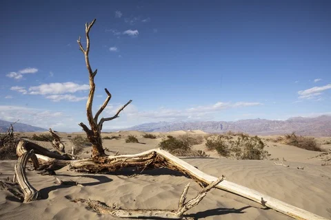 Desert landscape time lapse with old trees, in Death Valley National Park. Stock Footage 118142916