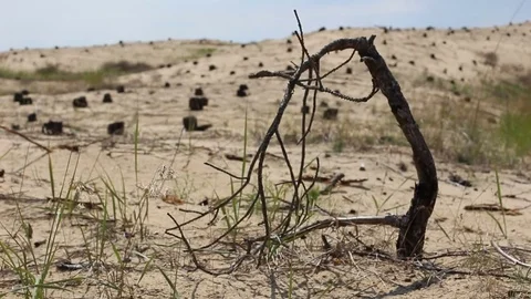 Desert landscape with tree stumps Stock-Footage 69963332